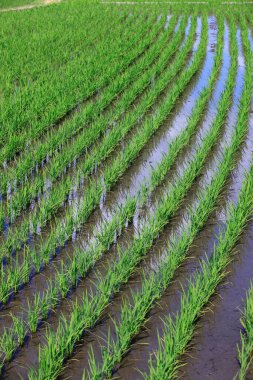 Genç yeşil pirinç alan 