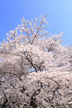 Güzel kiraz çiçeklerinin yakın görüntüsü. Çiçek arka planı
