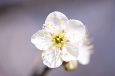 İlkbaharda kiraz çiçekleri, sakura ağaçları                