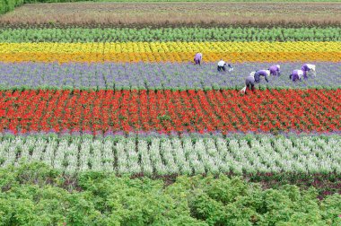 Tarlada canlı, renkli çiçekler arasında çalışan insanlar.