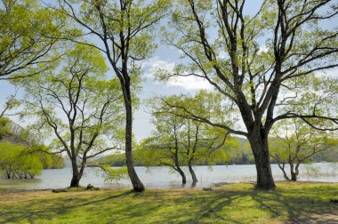 Parktaki yeşil ağaçların ve nehrin güzel manzarası 