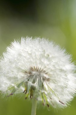 Yeşil zemin üzerinde su damlaları olan beyaz karahindiba