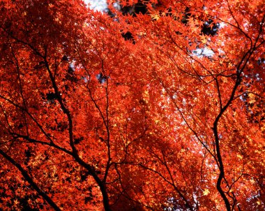 Sonbahar Orman ağaçları manzara