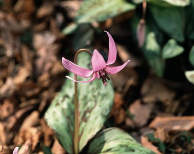 Bahçedeki pembe çiçekler