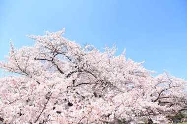 İlkbaharda kiraz çiçekleri, sakura ağaçları                