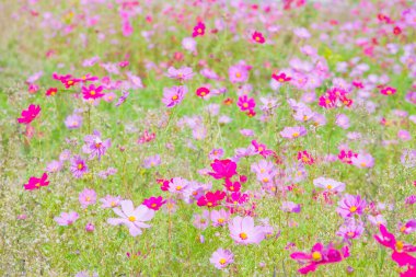 Doğanın arka planında çiçek açan kozmos çiçekleri.