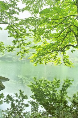 Ormandaki gölün güzel manzarası