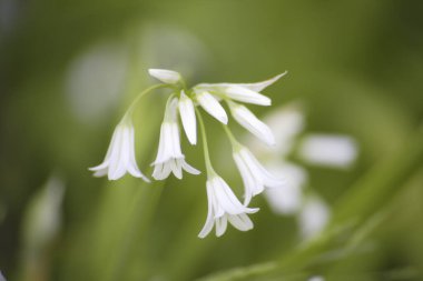 Bahçede beyaz çiçekler