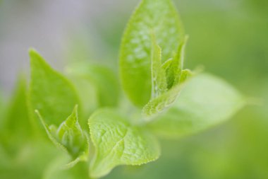 Bahçede taze nane yaprakları, yakın plan.
