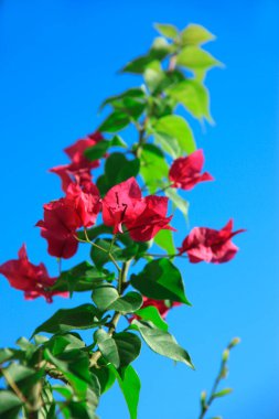 Bougainvillea Bahçedeki kırmızı çiçekler ve mavi gökyüzü        