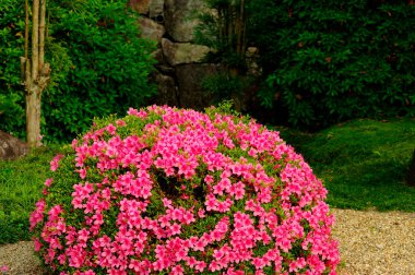 Bahçede pembe ve beyaz ortanca