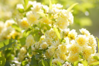 Yasemin çiçekleri bahçede.