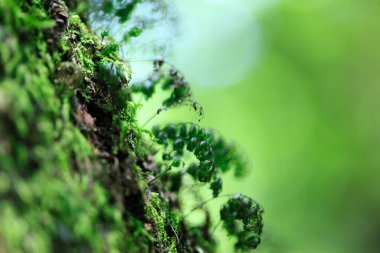 Ormandaki ağaçta yosun