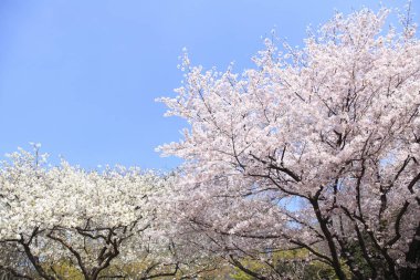 İlkbaharda kiraz çiçekleri, sakura ağaçları                