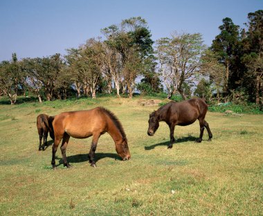 Tarlada otlayan atlar manzaralı 