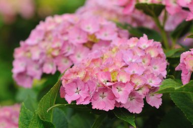 Bahçedeki güzel çiçekler