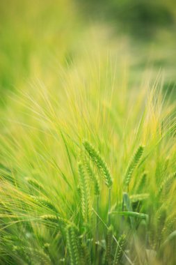 Bahçedeki yeşil çimenler