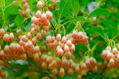 Bahçedeki güzel çiçekler