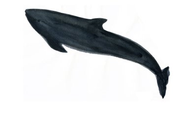 Beyaz arkaplanda balina suluboya çizimi 