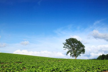 Mavi gökyüzü ile yeşil buğday tarlası