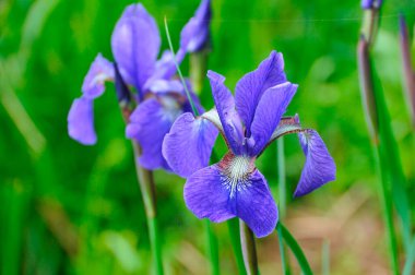 Bahçedeki mor süsen çiçekleri