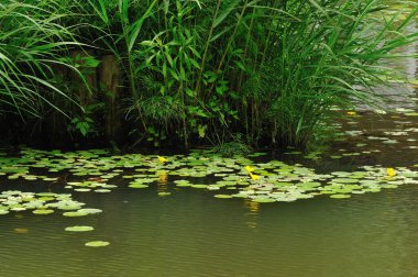 Yazın zambaklar ve zambaklarla dolu gölet.