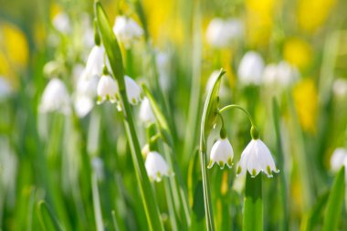 Bahçedeki güzel çiçekler