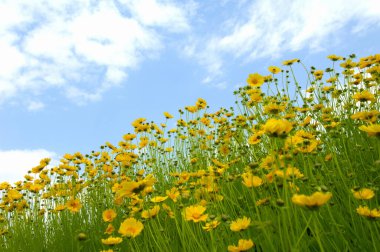 Bahçede ve mavi gökyüzünde büyüyen sarı kozmos çiçeği
