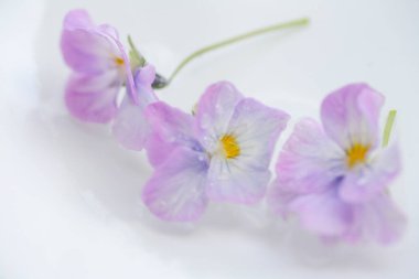 Su damlalı güzel pembe çiçeklerin manzarasını kapat.