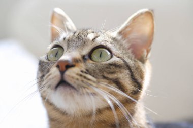 Şirin bir kedinin portresi 