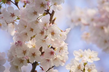 Bahçede güzel bahar çiçekleri, güzel kiraz çiçekleri                 