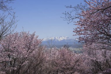 Japonya 'da kiraz çiçeği sakura 