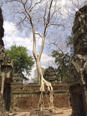 Angkor Wat tapınağındaki harabelerin üzerinde büyük ağaç kökü büyüyor.
