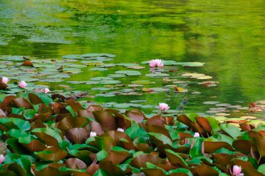 Güzel nilüfer çiçeği.