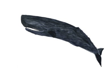 Beyaz arkaplanda balina suluboya çizimi 