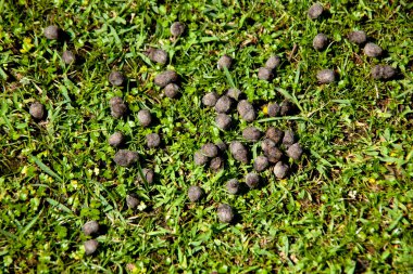 Japonya, Nara Park 'taki yeşil çimlere geyik dışkısı. 