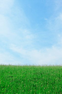 Yeşil çayır ve mavi gökyüzü