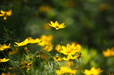 Bahçedeki sarı çiçekler