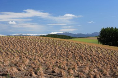 Hasattan sonra saman tarlası 