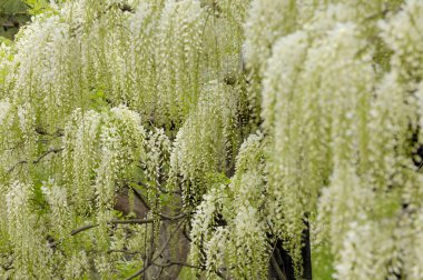 Salkımcık ağacında beyaz çiçekler 
