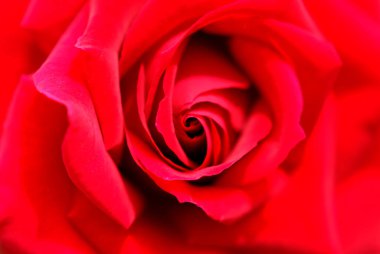 Güzel kırmızı gül, yakından.