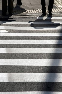 Zebra karşıdan karşıya geçiyor..