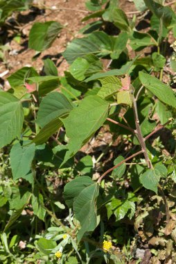 Bahçedeki yeşil bitkiler