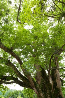 Yeşil dallı büyük bir ağaç.