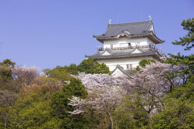 İlkbaharda kiraz çiçekleri, sakura ağaçları                