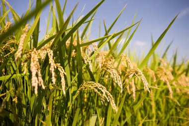 close up of rice plantation 