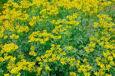 Bahçedeki güzel çiçekler