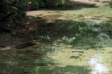 Yeşil ormanın ortasında taşları olan küçük bir nehir. 