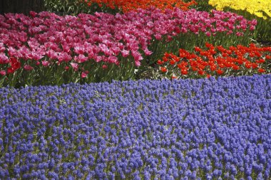 Parlak çiçekli güzel bir bahar bahçesi 