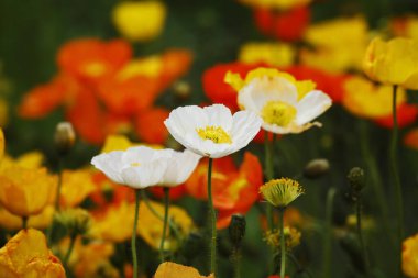 Parkta yetişen güzel çiçekler. 
